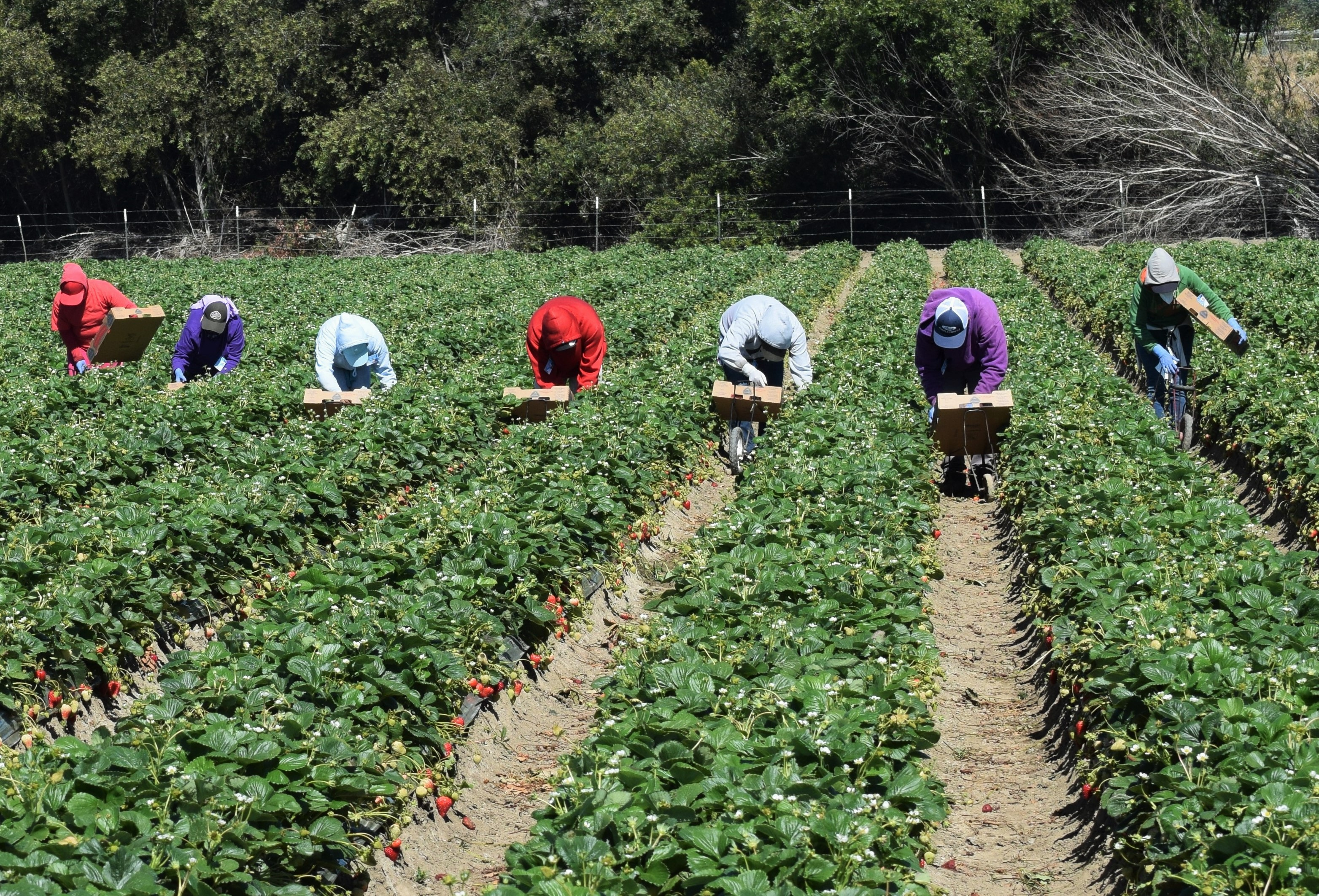 Australia study reveals endemic exploitation of temporary migrant workers | Recruiter