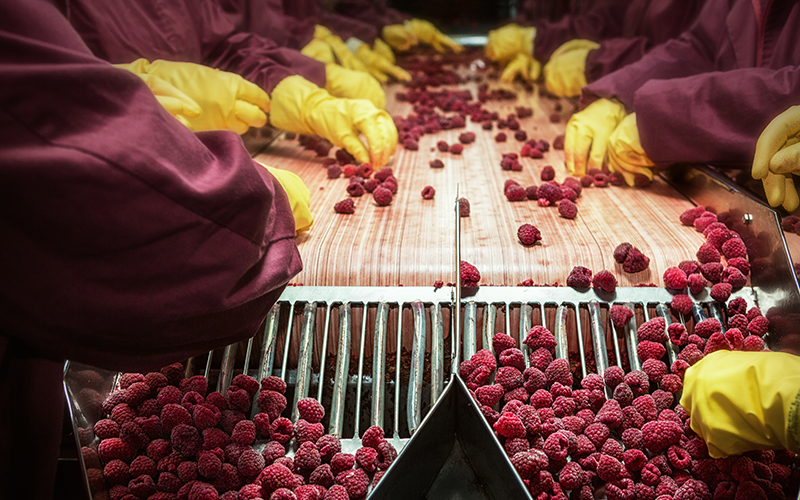 gangmasters, fruit picking and processing, labour exploitation