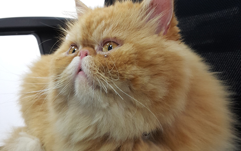 Trev the cat
