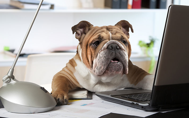 dog at work, Bring Your Dog to Work Day