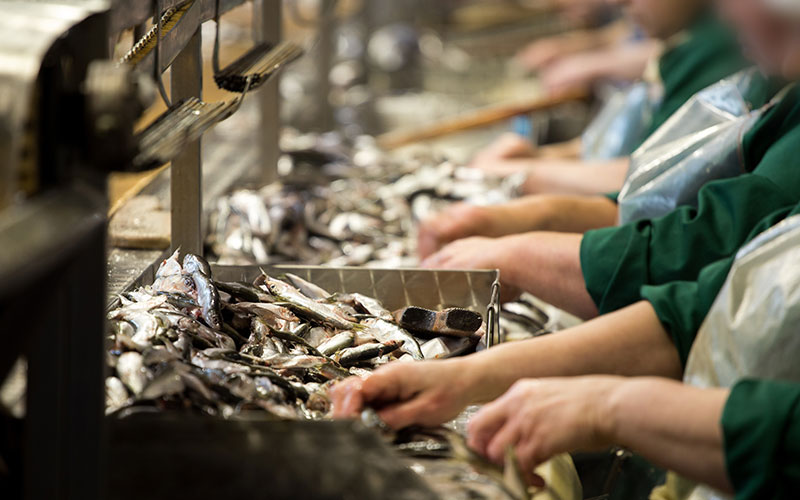 GLAA licence, fish processing plant, supplying workers, gangmasters