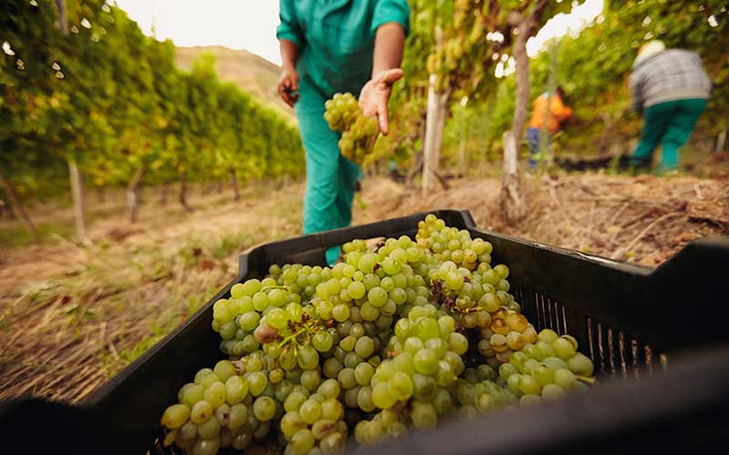 grape pickers, fruit pickers hard to find post-Brexit