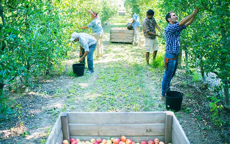soft fruit pickers, labour shortages