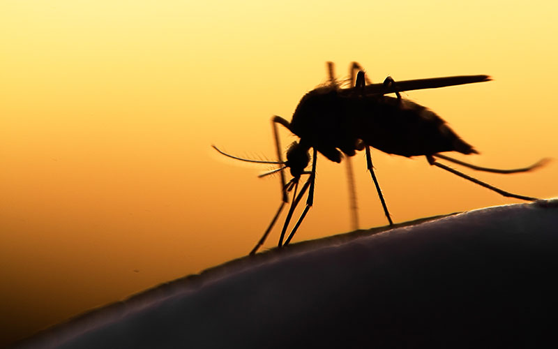 mosquito, malaria