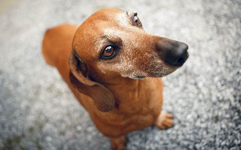 sausage dog