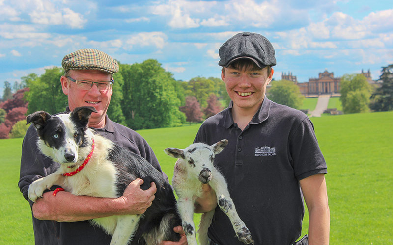 Blenheim Palace shepherd apprenticeship
