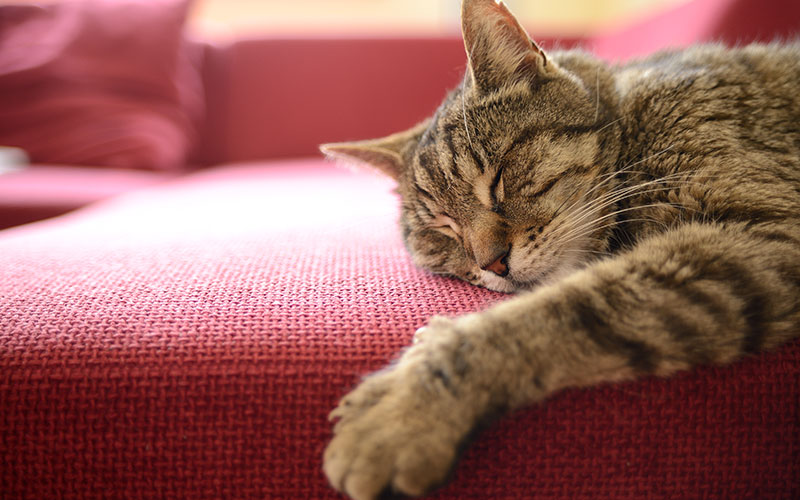 contented cat