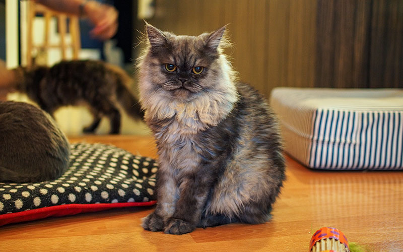 cat