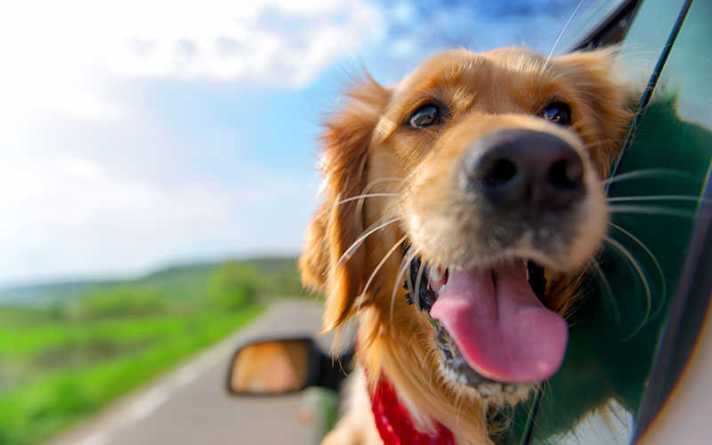 dog travelling in car
