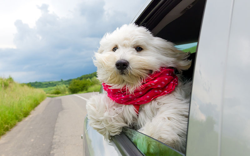 canine critic