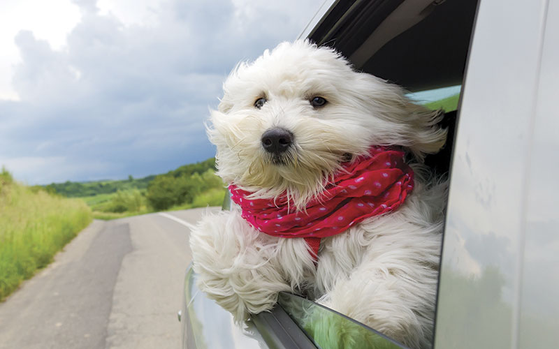 Dog in Car iStock