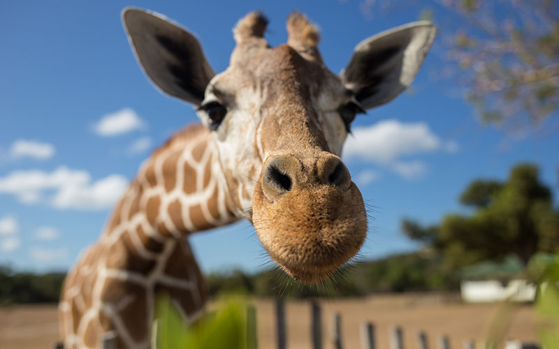 giraffe