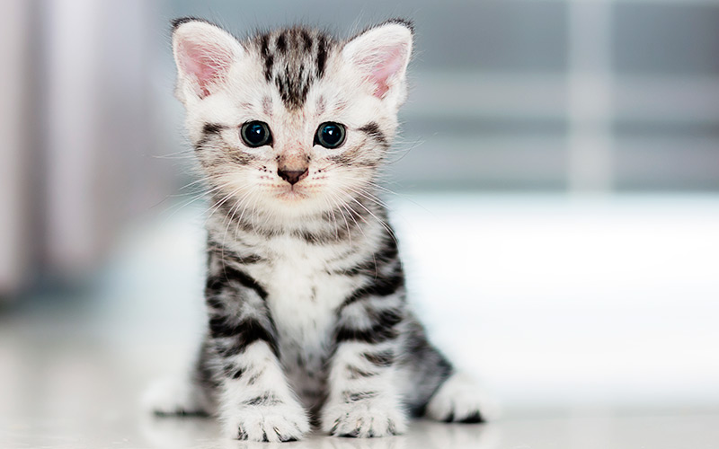 kitten, pawfficer