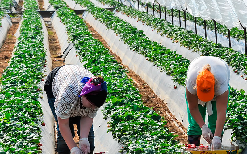 migrant workers