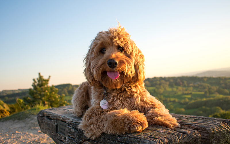Poppy, canine critic for Canine Cottages