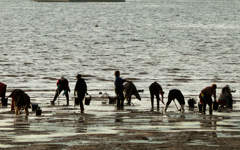 shellfish picking