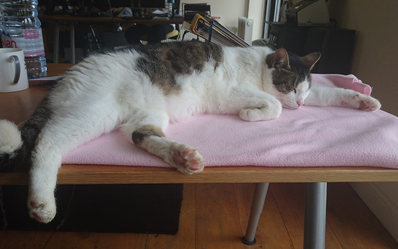TC, A1 Locums cat