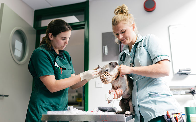 vet shortage in Australia