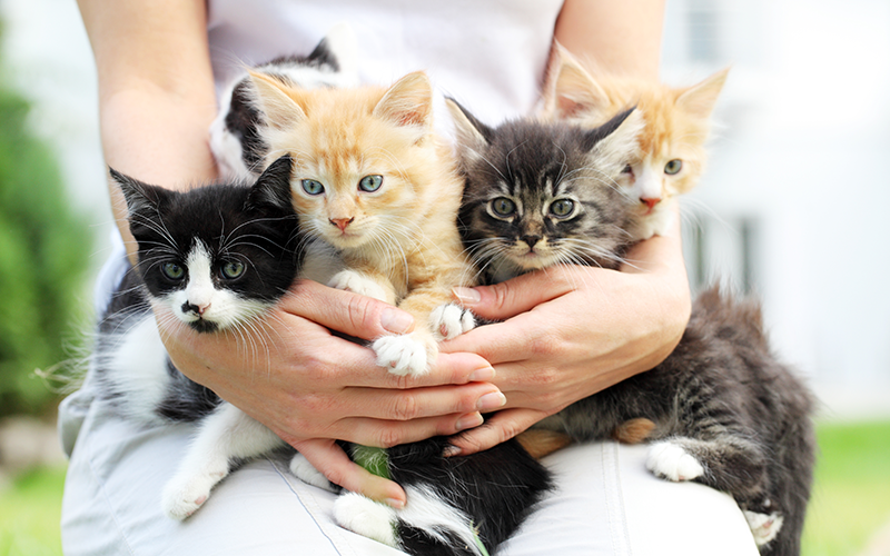 stray cat minder