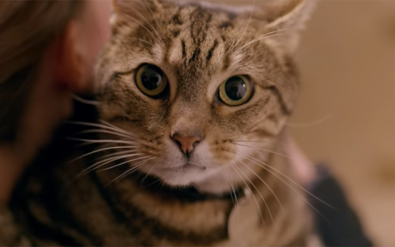 Worcester the cat ©Worcester Bosch