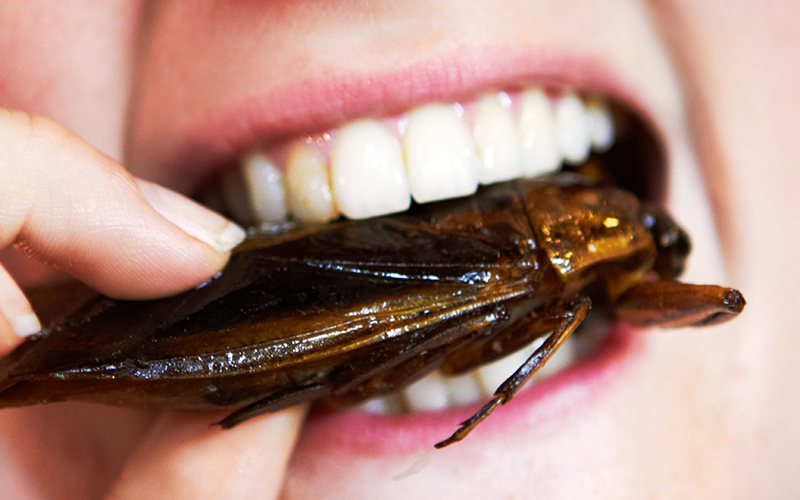 eating cockroaches