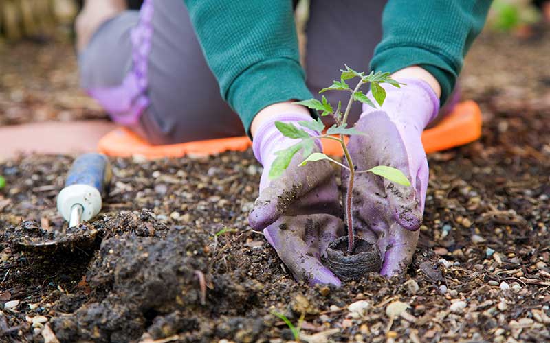 gardening job, horticulture