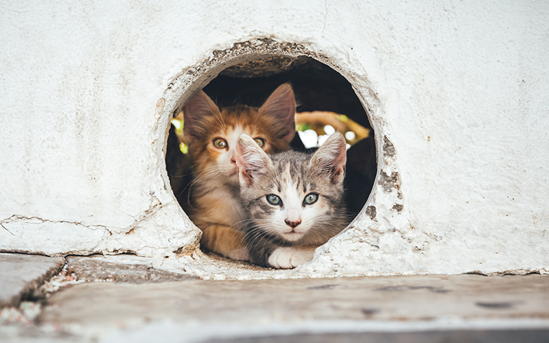 kitten rescue