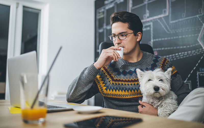 working from home on pawternity leave