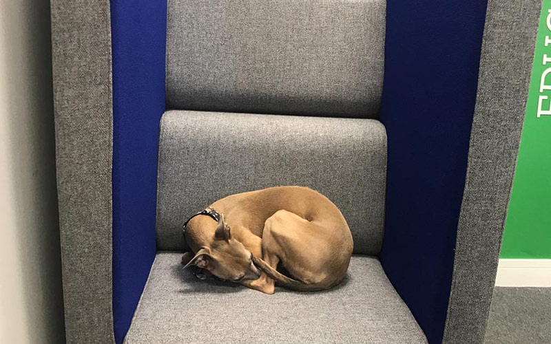 Stafflex's Agnes the whippet