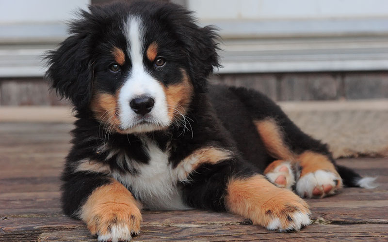 Bernese mountain dog puppy