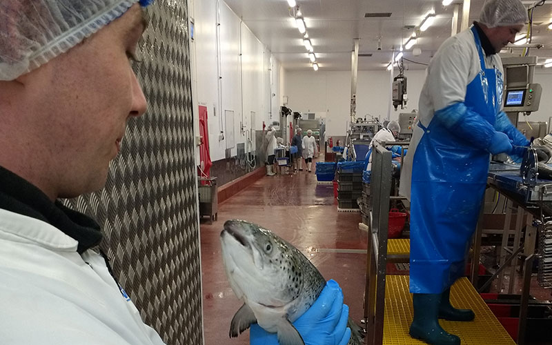Dawnfresh Seafoods, fish producer