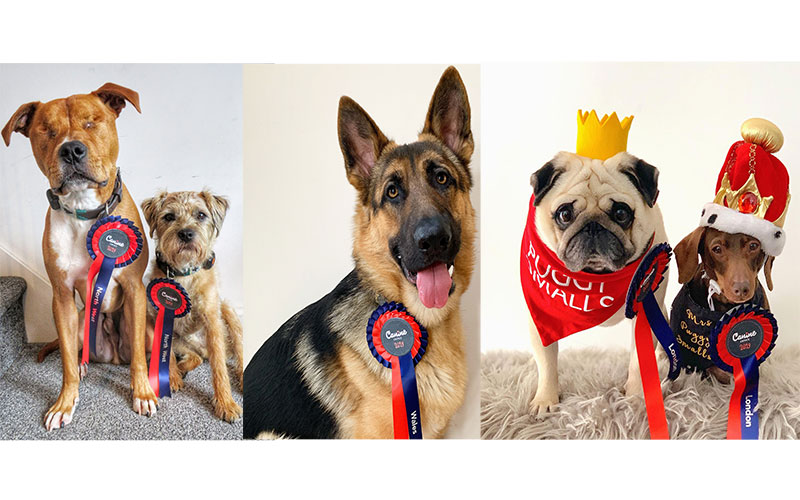 Canine Cottages' new doggy recruits