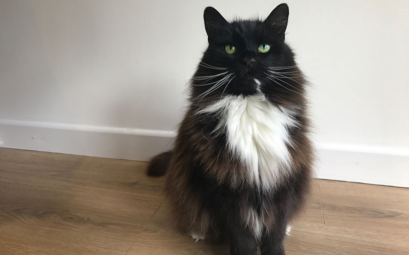 Simba, Boffin Recruitment's office cat