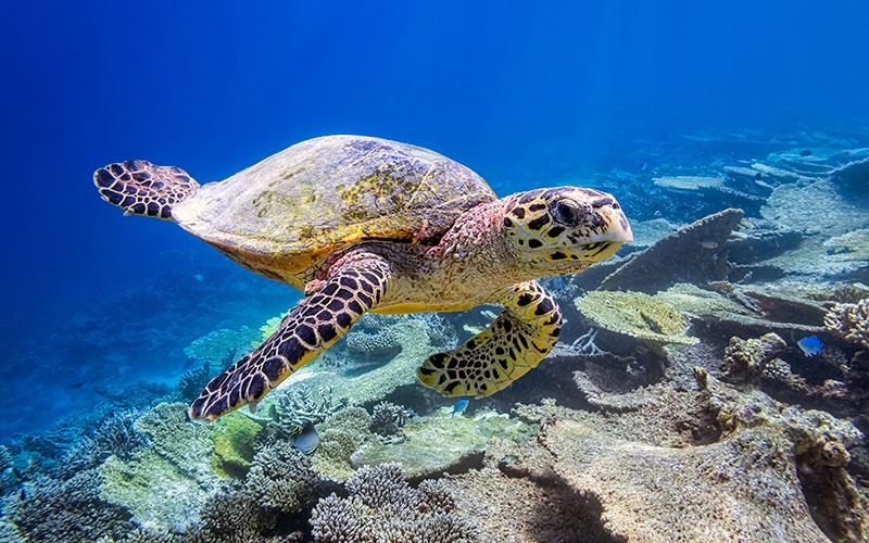 swimming with the turtles in the Maldives