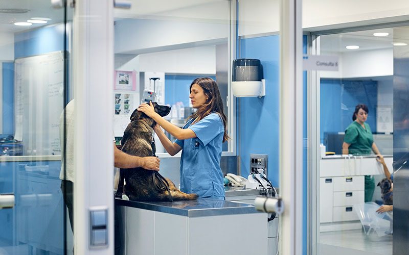 Veterinary technician jobs in scotland