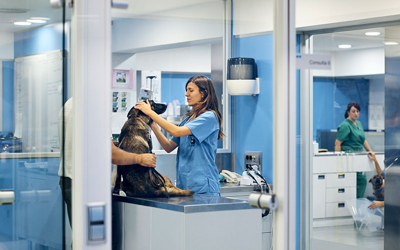 vet practice