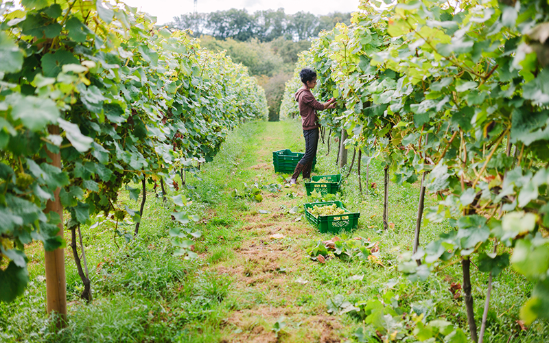 agriculture worker