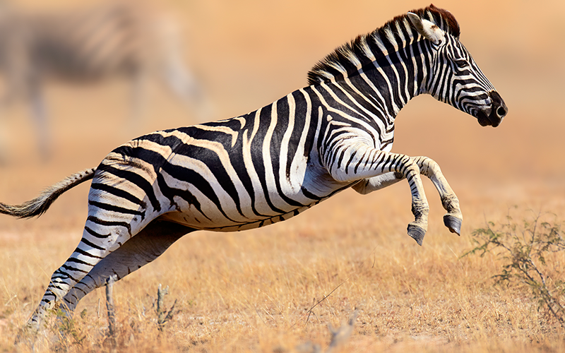 Zookeeper for zebras