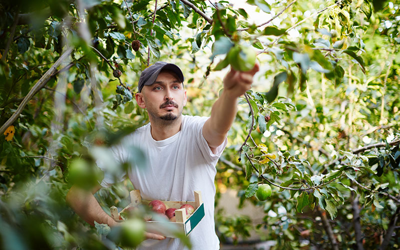 fruit pickers needed