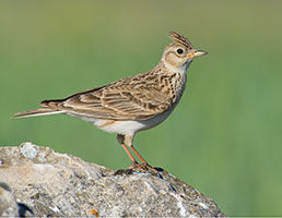 Breeding season for skylarks on Foulney Island
