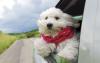 Dog in Car iStock