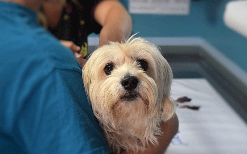 VetFinders fund Blue Cross nurses