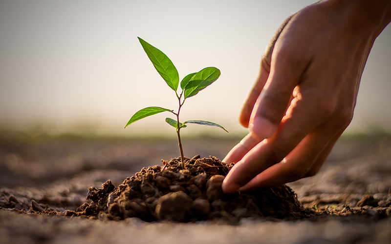 tree planting