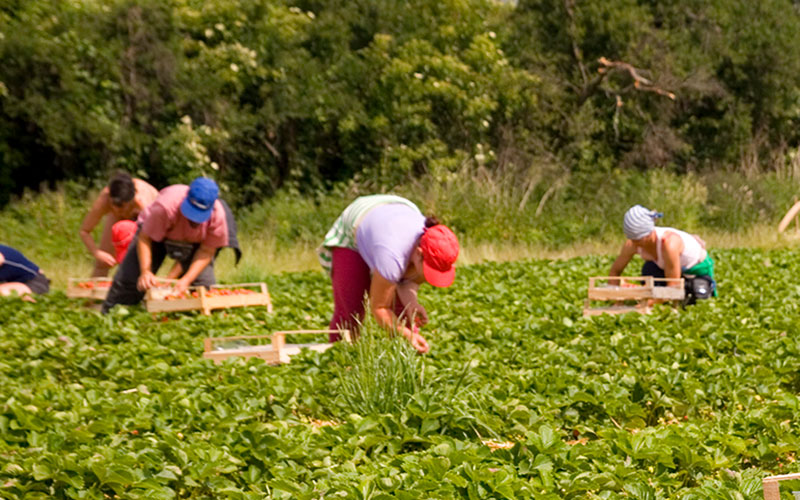 Call to extend scheme to get more workers on the farms