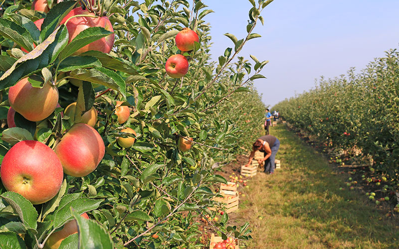 East European crop pickers arrive in the UK