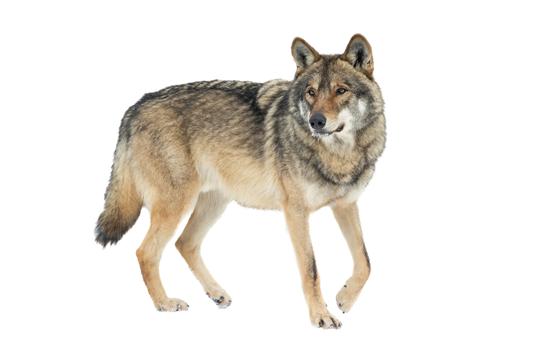 wolf credit_shutterstock_1963475899