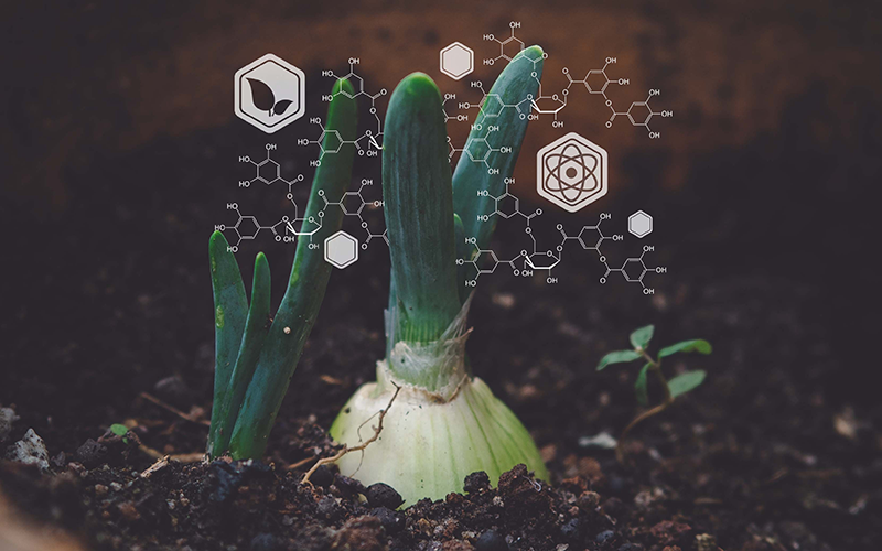 Growing Talent in Kent ©Marchu Studio, Shutterstock