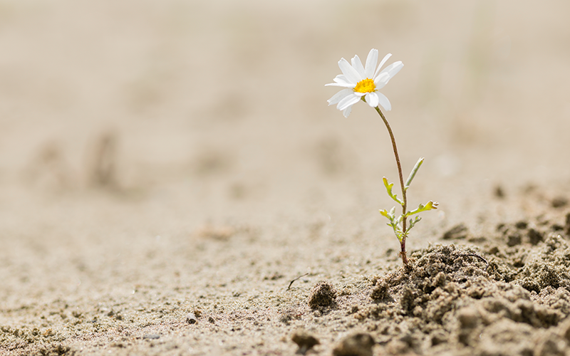 SThree results reveal 'resilience' ©Alessandro Zocc, Shutterstock